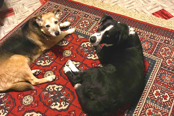 Owner's Furbabies Welcome YOU to Inn at Philipsburg & RV Park ✯ Historic Philipsburg ✯ Southwest Montana